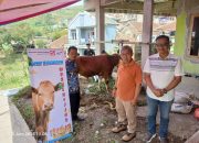 PT DMGP Sinarmas Group Salurkan 3 Ekor Sapi Di Tiga Desa Untuk Idul Adha 1446/2025