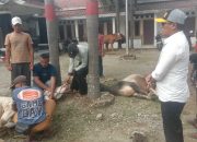 Kades Kertajaya Berkurban Lima Ekor Sapi di Hari Raya Idul Adha 1446 H