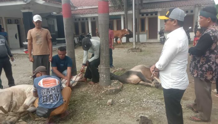 Kades Kertajaya Berkurban Lima Ekor Sapi di Hari Raya Idul Adha 1446 H