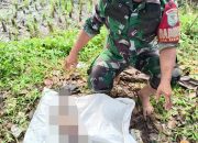 Jasad Bayi Laki-laki Ditemukan di Saluran Irigasi Ciranjang