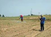 Polsek Cikarang Pusat dan Petani Desa Sukamahi Laksanakan Penyemprotan Pupuk Cair dan Pendangiran Tanaman Jagung Program Ketahanan Pangan Polda Metro Jaya