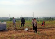 Polsek Cikarang Pusat Laksanakan Penyemprotan dan Pemupukan Tanaman Jagung Program Ketahanan Pangan Polda Metro Jaya