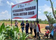 Kapolres Metro Bekasi Tinjau Pertumbuhan Tanaman Jagung di Lahan Ketahanan Pangan PMJ Sukamahi