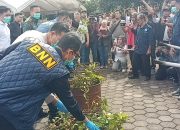 BNN Musnahkan Narkotika Golongan 1 Jenis Catha Edulis