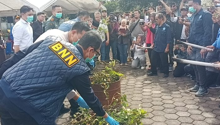 BNN Musnahkan Narkotika Golongan 1 Jenis Catha Edulis