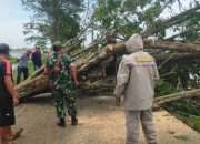 Pohon Tumbang Akibat Angin Kencang, Arus Lalu Lintas di Karangpatri Sempat Terhambat