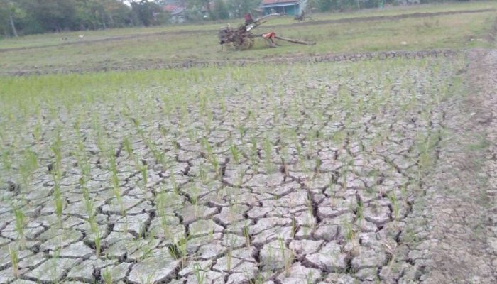 Ancaman El Nino di Kabupaten Bekasi: BMKG Imbau Waspadai Potensi Kekeringan dan Dampak Sektor Pertanian
